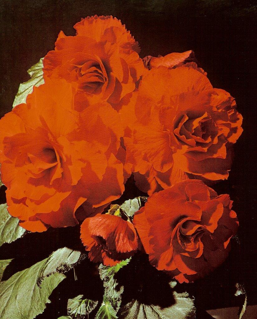 B. ‘Crown Prince’
